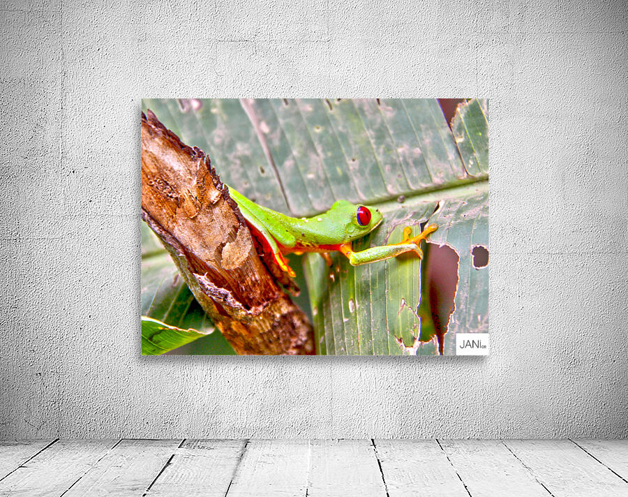 Green Frog Wall Preview