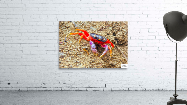 Orange Crab Wall Preview