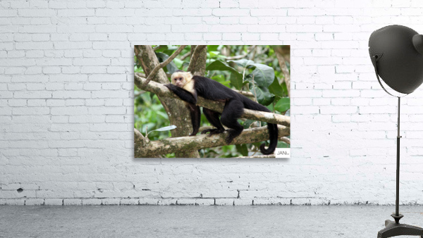 Monkey   White faced Capuchin Wall Preview