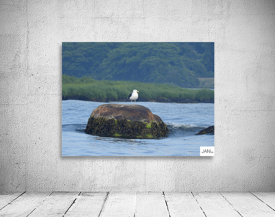 Sea Gull Soft Wall Preview
