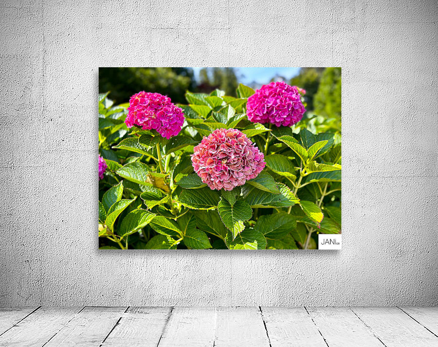 Pink Hydrangea Wall Preview