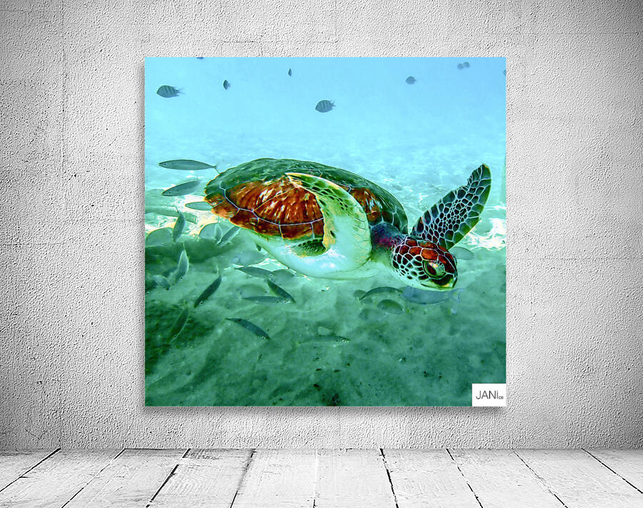 Sea Turtle 1 Wall Preview