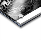 Big cats Acrylic print