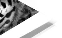 Big cats HD Metal print