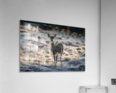 Young Whitetail Doe Acrylic Print