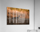 Whitetail Buck Acrylic Print