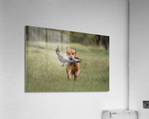 Lou Acrylic Print