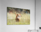 Lou Acrylic Print