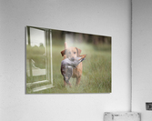 Lou Acrylic Print