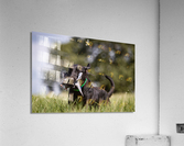 Lainey Acrylic Print