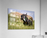 Lainey Acrylic Print