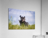 Lainey Acrylic Print
