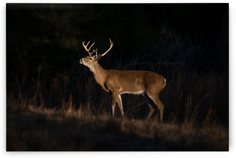 Non Typical Whitetail Buck by Taylor Burson
