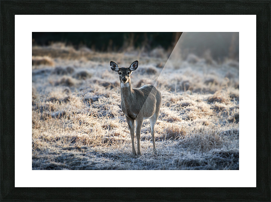 Young Whitetail Doe Picture Frame print