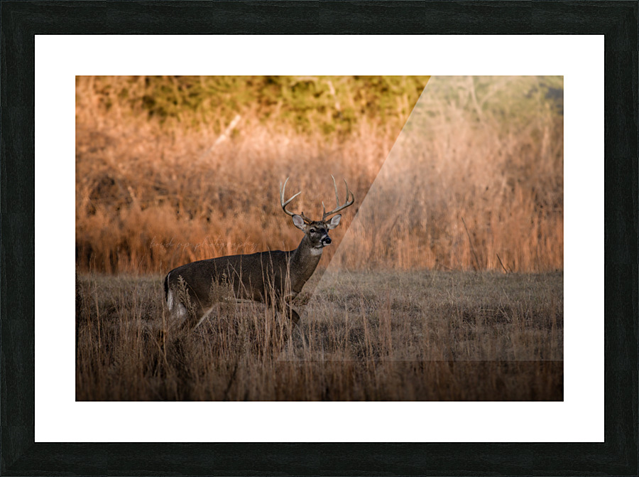 Whitetail Buck Picture Frame print