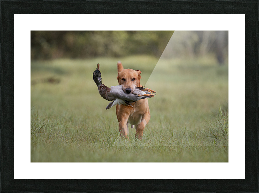 Lou Picture Frame print