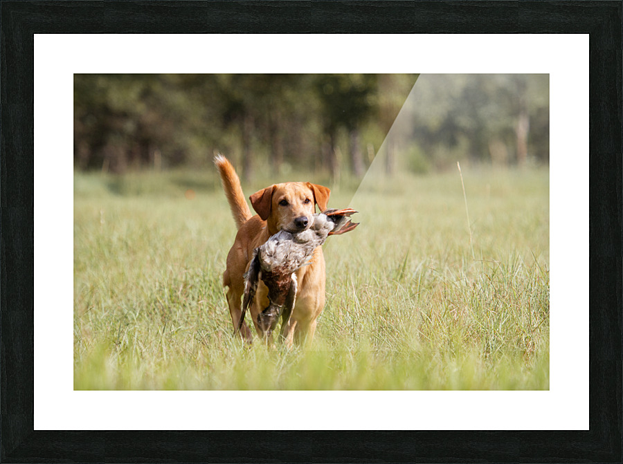 Lou Picture Frame print