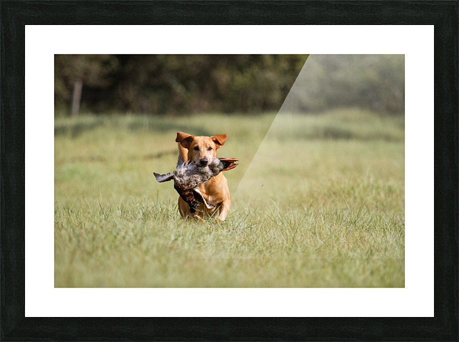Lou Picture Frame print