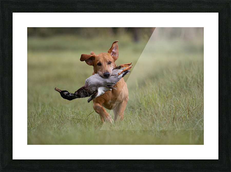 Lou Picture Frame print