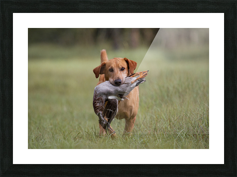 Lou Picture Frame print