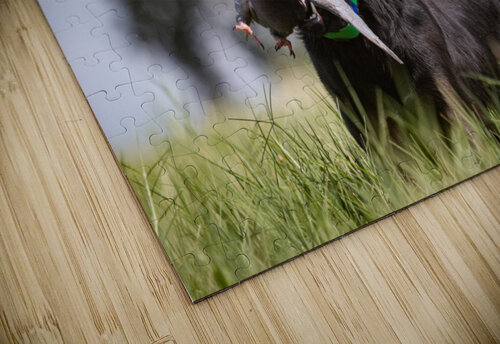 Lainey Taylor Burson puzzle