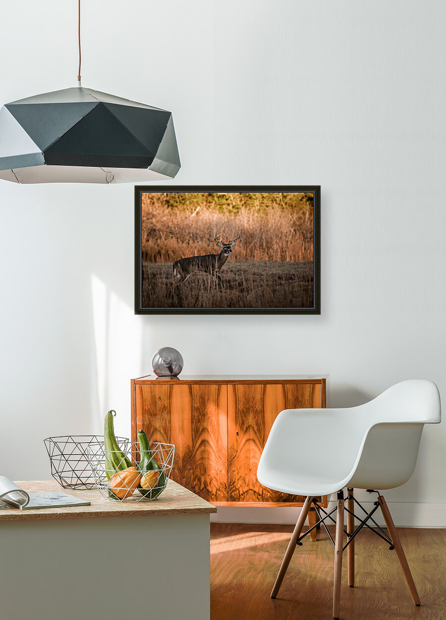 Whitetail Buck Reproduction