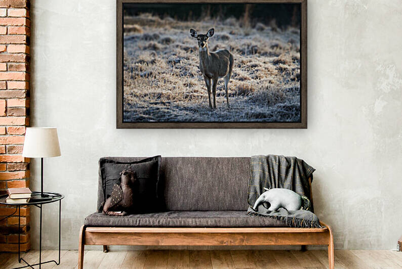 Young Whitetail Doe by Taylor Burson