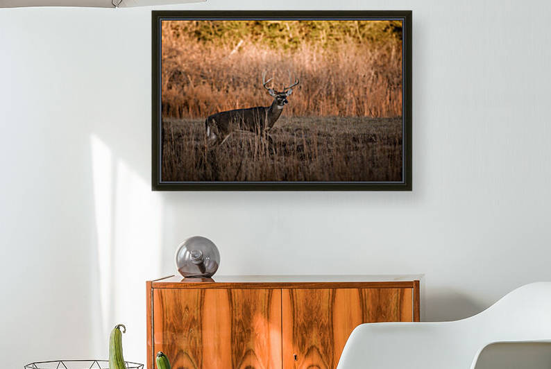 Whitetail Buck by Taylor Burson
