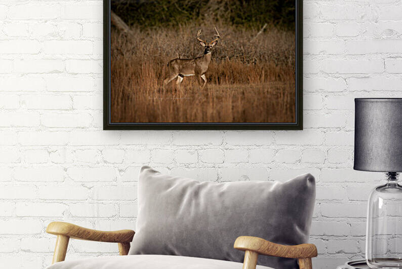 Whitetail Buck Surveying Clearing by Taylor Burson