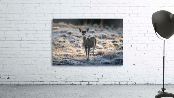 Young Whitetail Doe Wall Preview