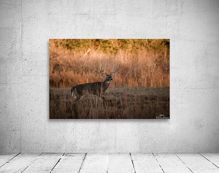 Whitetail Buck Wall Preview