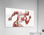 Canadian Strength — Anatomy of Motion Acrylic Print