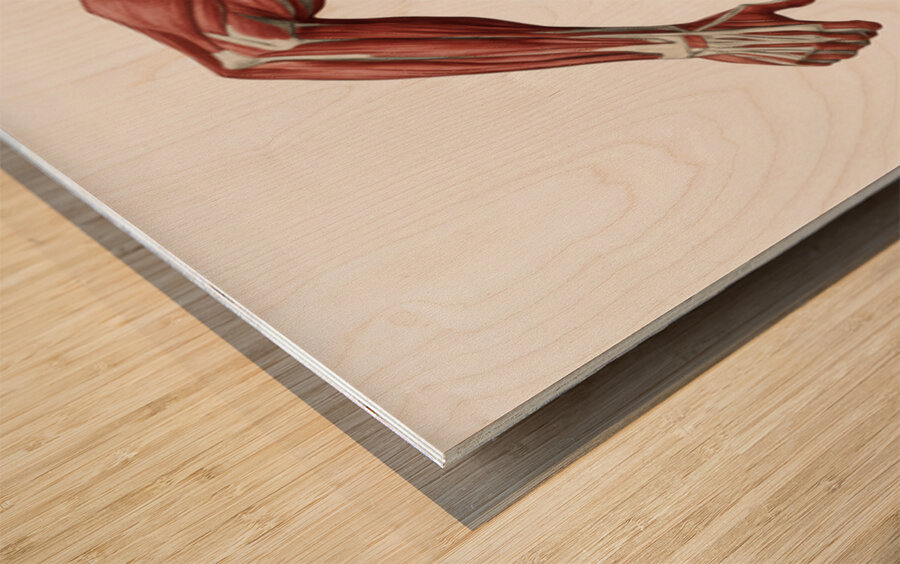 Canadian Strength — Anatomy of Motion Wood print