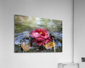 along the water Acrylic Print
