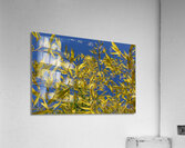 blend Acrylic Print