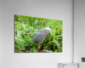 country writing Acrylic Print