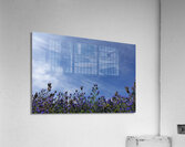 meeting blue Acrylic Print