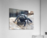 small but strong Acrylic Print