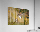 Vegetable sweat Acrylic Print