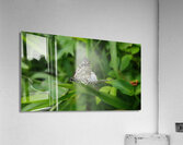 connection Acrylic Print