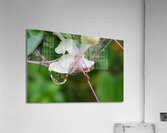 tear Acrylic Print