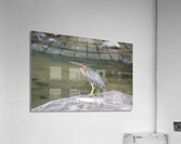 waiting Acrylic Print
