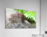 disheveled Acrylic Print
