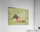 take the time to live Acrylic Print