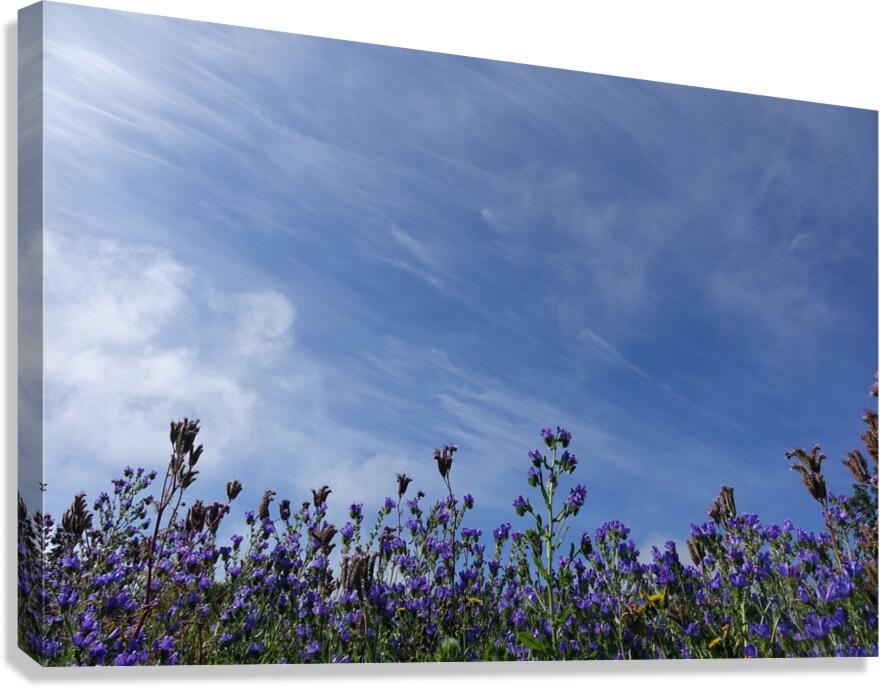 meeting blue Canvas Print