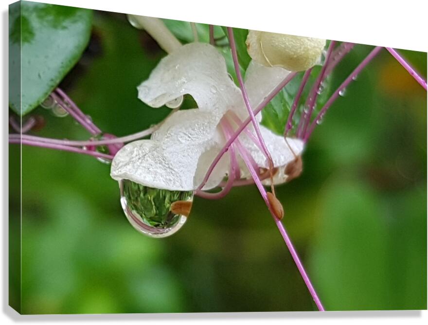 tear Canvas Print