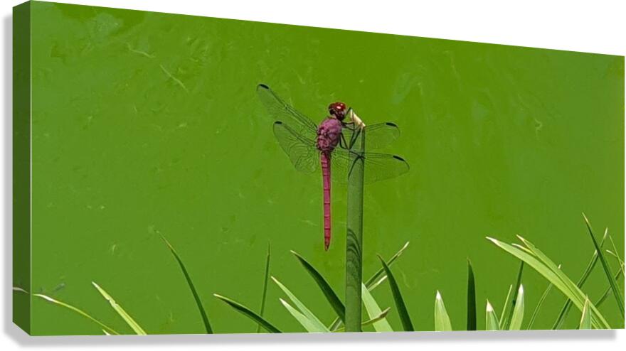 vertically Canvas Print