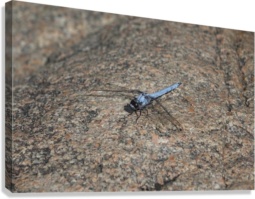 just before my takeoff Canvas Print
