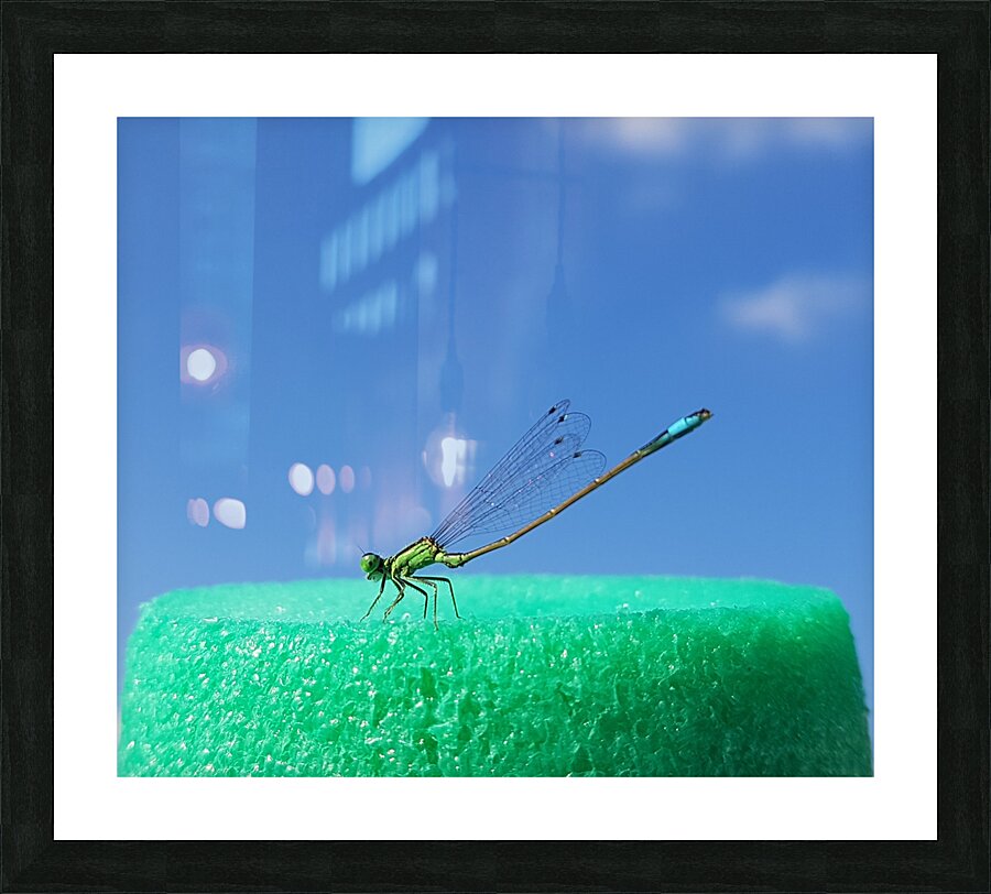 dragonfly landing strip Picture Frame print