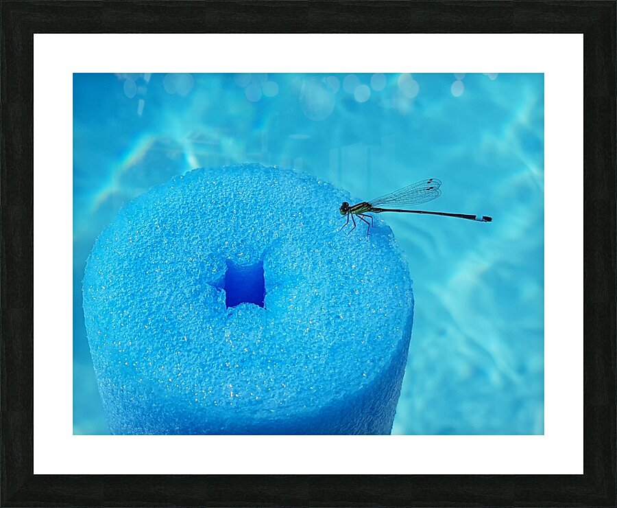 dragonfly at pool Picture Frame print